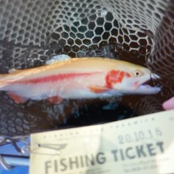 フィッシングレイクたかみや 釣果