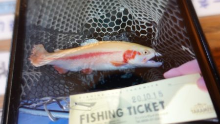 フィッシングレイクたかみや 釣果