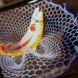 フィッシングレイクたかみや 釣果