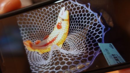 フィッシングレイクたかみや 釣果