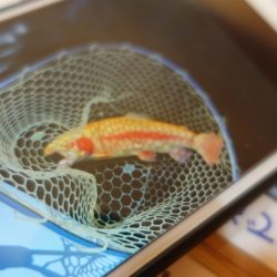 フィッシングレイクたかみや 釣果