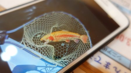 フィッシングレイクたかみや 釣果