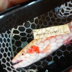 フィッシングレイクたかみや 釣果