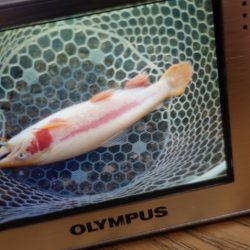 フィッシングレイクたかみや 釣果