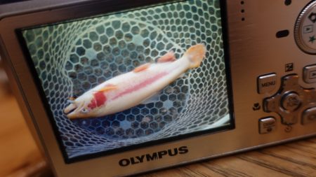 フィッシングレイクたかみや 釣果