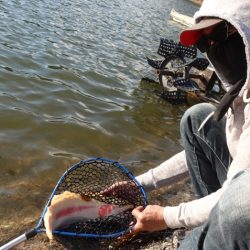 フィッシングレイクたかみや 釣果