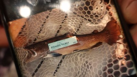 フィッシングレイクたかみや 釣果