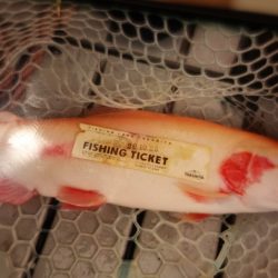 フィッシングレイクたかみや 釣果