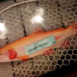 フィッシングレイクたかみや 釣果