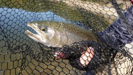 フィッシングレイクたかみや 釣果