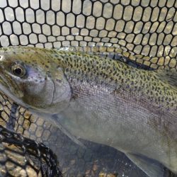 フィッシングレイクたかみや 釣果