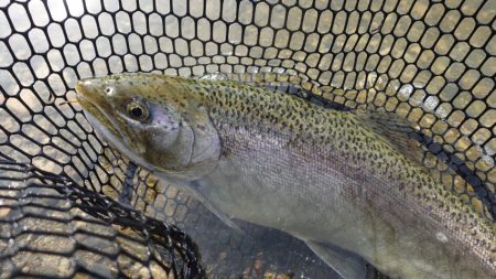 フィッシングレイクたかみや 釣果