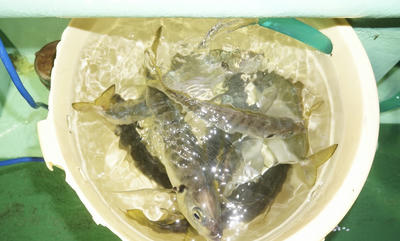 恵陽丸 釣果