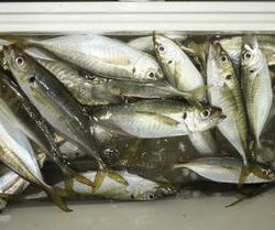 恵陽丸 釣果