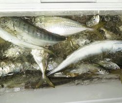 恵陽丸 釣果