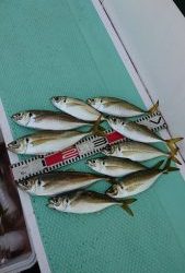 KONAYAーMARU(こなや丸) 釣果