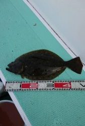 KONAYAーMARU(こなや丸) 釣果