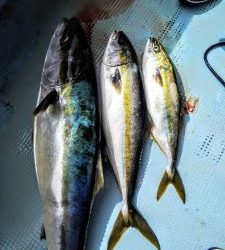 恵比寿丸(兵庫) 釣果