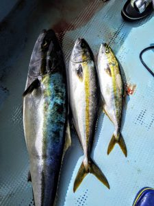 恵比寿丸(兵庫) 釣果