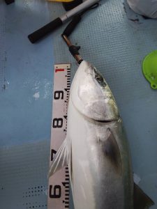 恵比寿丸（兵庫） 釣果