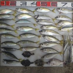 のとじま臨海公園海づりセンター 釣果