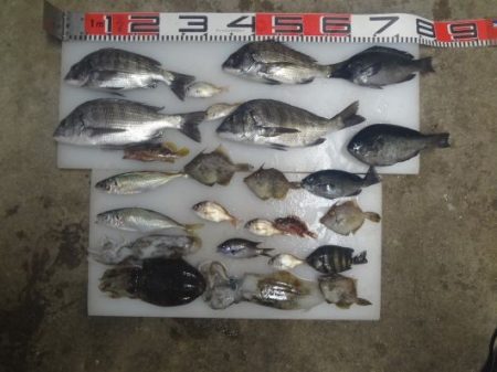 のとじま臨海公園海づりセンター 釣果