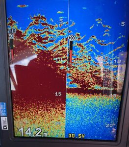 KONAYAーMARU(こなや丸) 釣果