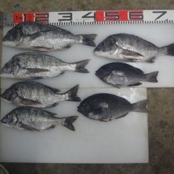 のとじま臨海公園海づりセンター 釣果