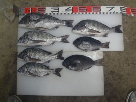 のとじま臨海公園海づりセンター 釣果