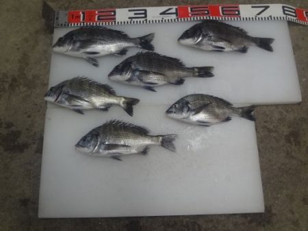 のとじま臨海公園海づりセンター 釣果