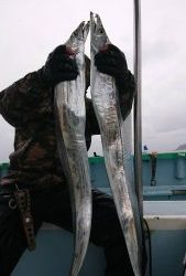 KONAYAーMARU(こなや丸) 釣果