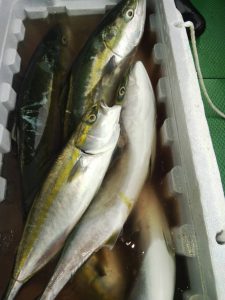 恵比寿丸(兵庫) 釣果