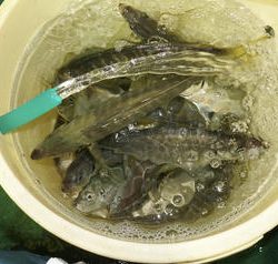 恵陽丸 釣果