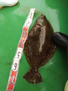 恵比寿丸(兵庫) 釣果