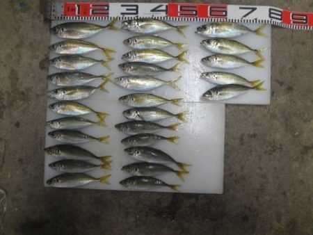 のとじま臨海公園海づりセンター 釣果