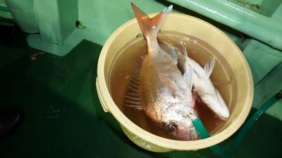 恵陽丸 釣果