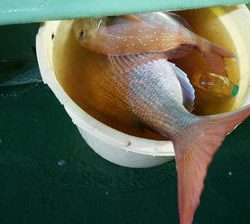恵陽丸 釣果