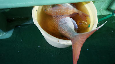 恵陽丸 釣果