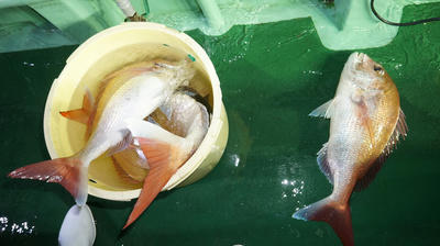 恵陽丸 釣果