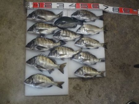 のとじま臨海公園海づりセンター 釣果