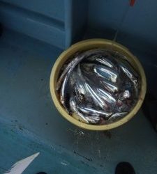 恵比寿丸（兵庫） 釣果