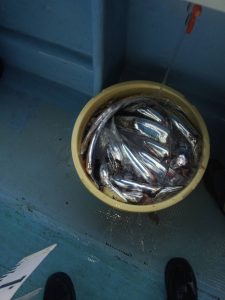 恵比寿丸（兵庫） 釣果