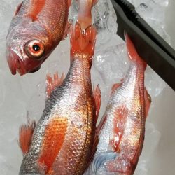金剛丸 釣果