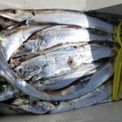 遊漁船 セトマリン 釣果