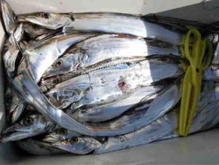 遊漁船 セトマリン 釣果