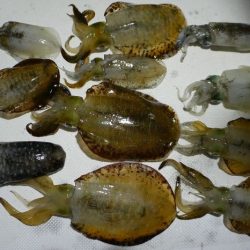 TOPGUN名古屋 釣果