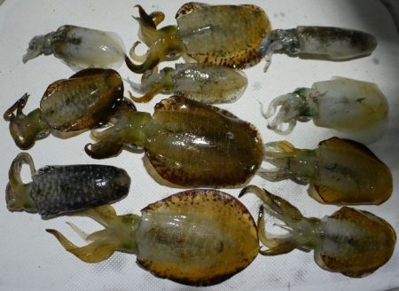 TOPGUN名古屋 釣果