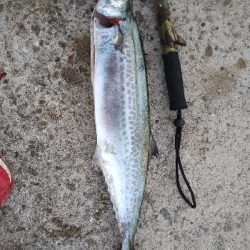 何とか坊主のがれ