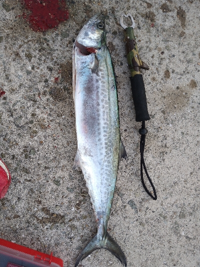 何とか坊主のがれ