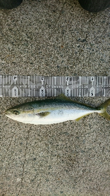 ブリ不発…コットンキャンディーズでハマチ&…